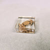 Mitten Crab in 38mm Square Resin Block