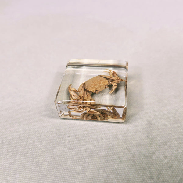 Mitten Crab in 38mm Square Resin Block