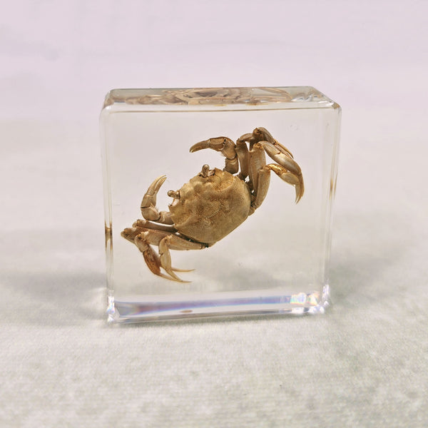 Mitten Crab in 38mm Square Resin Block