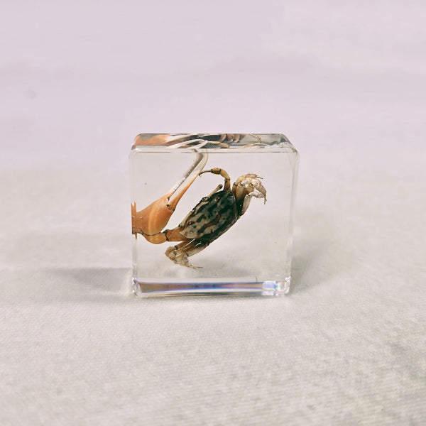 Red Fiddler Crab in 38mm Square Resin Block