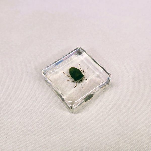 Southern Green Stink Bug in 38mm Square Resin Block