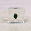 Southern Green Stink Bug in 38mm Square Resin Block