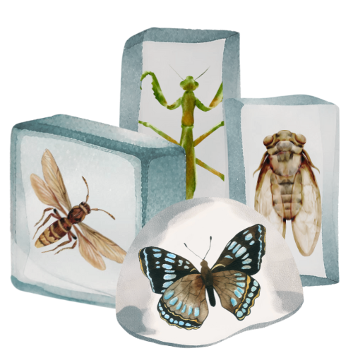 Encasing Insects Resin Encased Insect, Animal, Plant & Mineral Specimens