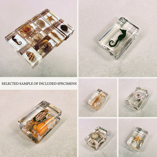 Lucky Dip Resin Encased Sea Life