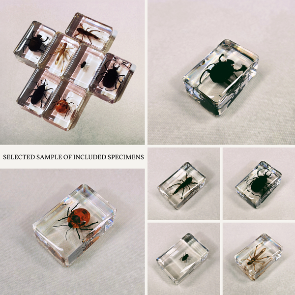 Lucky Dip Resin Encased Critter