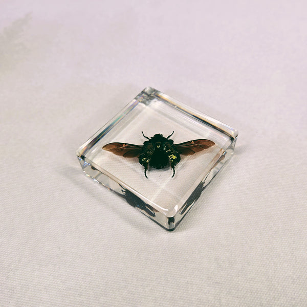 Flying Rose Chafer Beetle in 58mm Square Resin Block