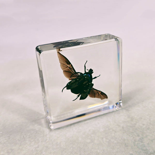 Flying Rose Chafer Beetle in 58mm Square Resin Block