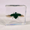 Colourful Scarab Beetle in 58mm Square Resin Block