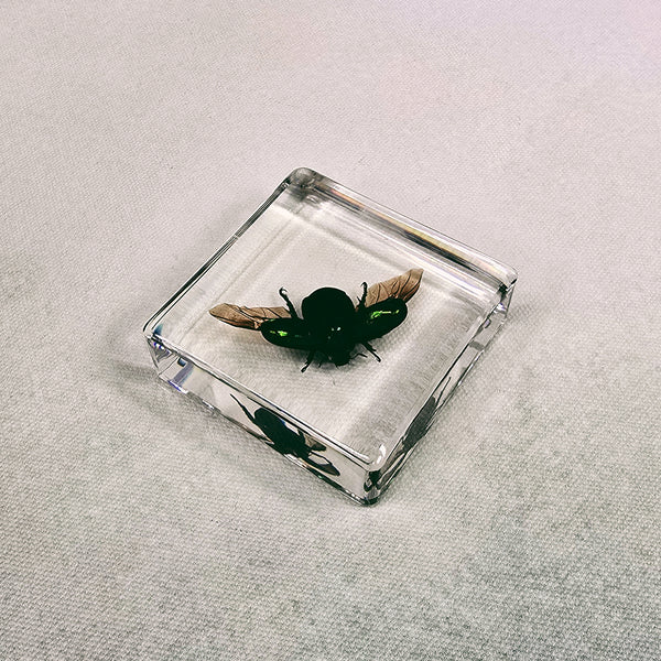 Colourful Scarab Beetle in 58mm Square Resin Block