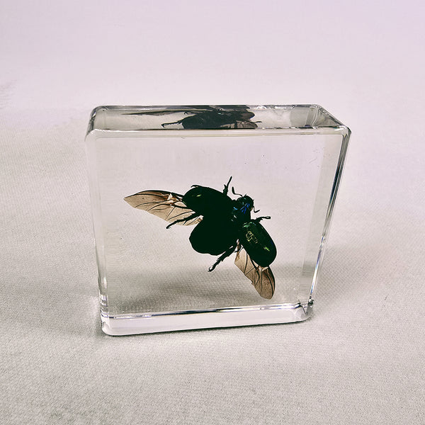 Colourful Scarab Beetle in 58mm Square Resin Block