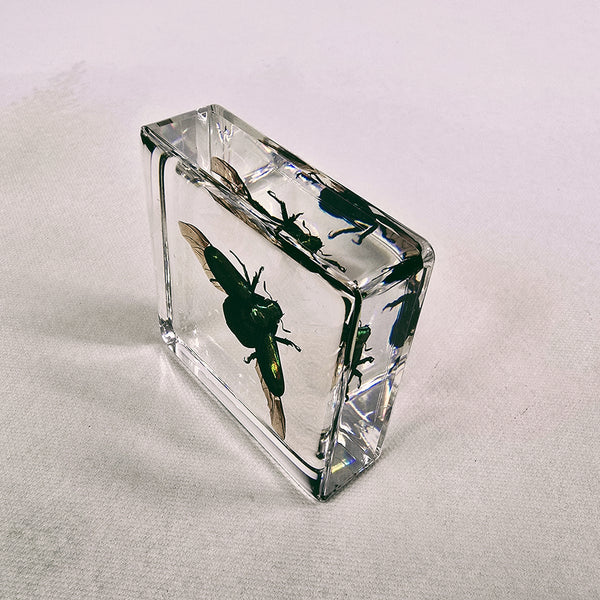 Colourful Scarab Beetle in 58mm Square Resin Block