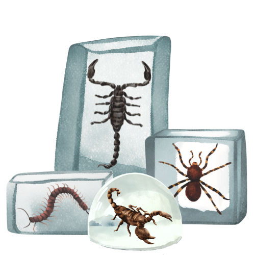 Encasing Insects Resin Encased Insect, Animal, Plant & Mineral Specimens