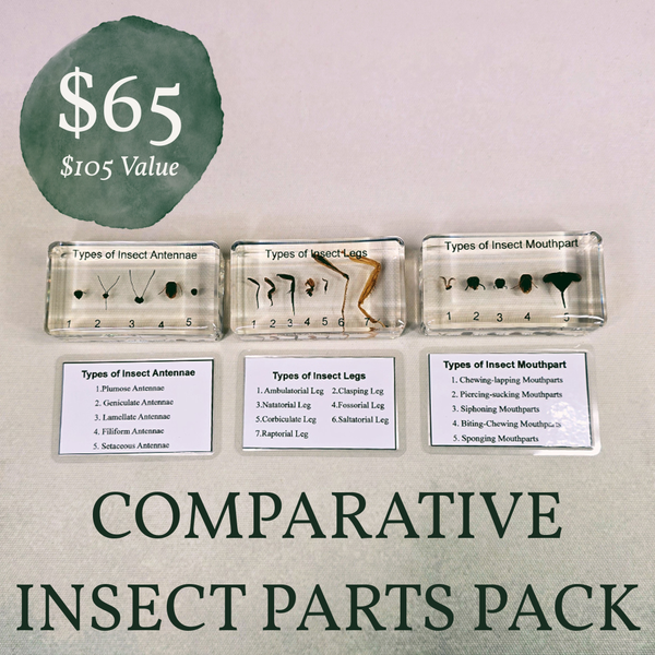 Resin Comparative Insect Part Pack ($105 Value)