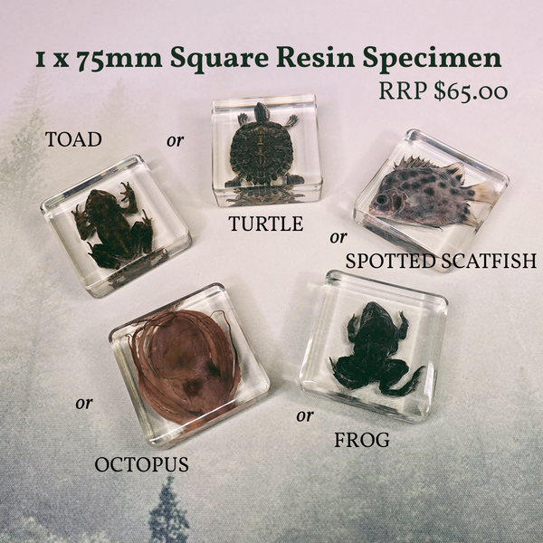 Odd Mountain Birthday Lucky Dip Box ($170 Value)