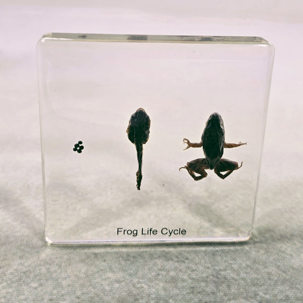 Frog Life Cycle Display in 74mm Square Resin Block