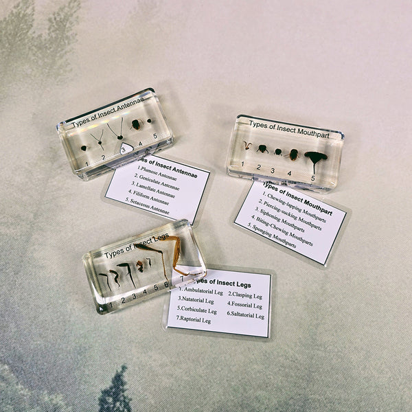 Resin Comparative Insect Part Pack ($105 Value)