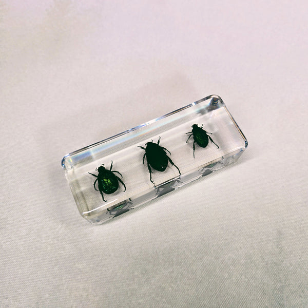 Collection of 3 Stag Beetles Embedded in Resin 110mm