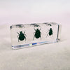 Collection of 3 Stag Beetles Embedded in Resin 110mm