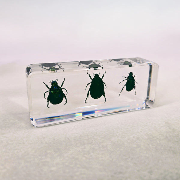 Collection of 3 Stag Beetles Embedded in Resin 110mm