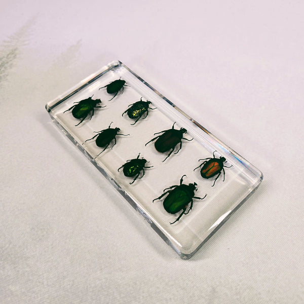 Eight Rose Chafer Beetle Set Embedded in Resin 164mm