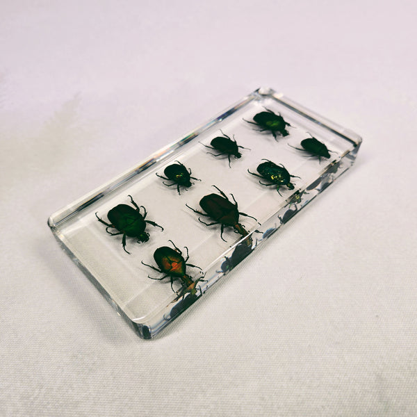 Eight Rose Chafer Beetle Set Embedded in Resin 164mm