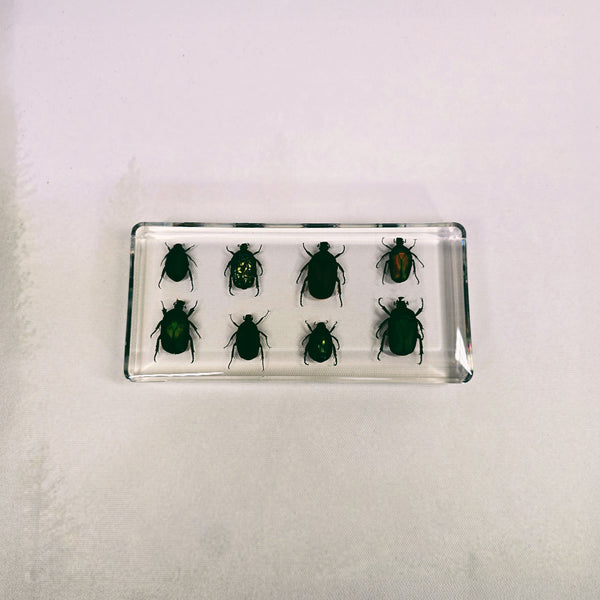 Eight Rose Chafer Beetle Set Embedded in Resin 164mm