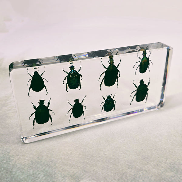 Eight Rose Chafer Beetle Set Embedded in Resin 164mm