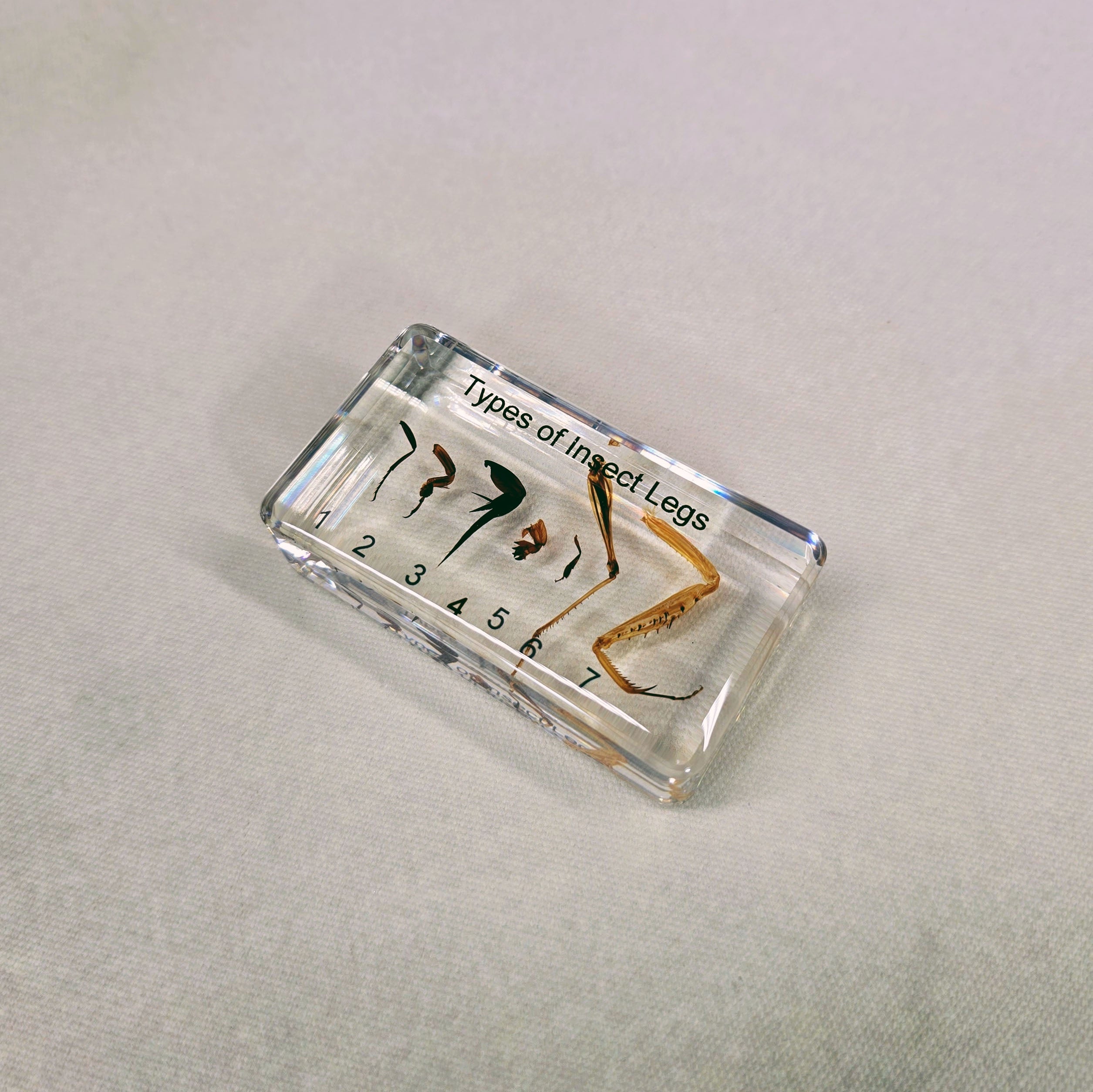 Encasing Insects Comparative Display of Insect Legs Embedded in Resin 73mm