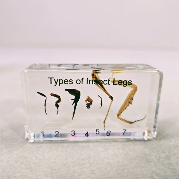 Comparative Display of Insect Legs Embedded in Resin 73mm