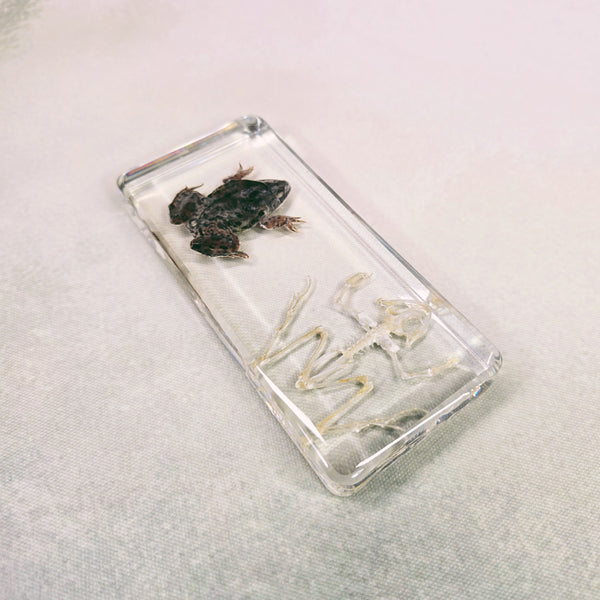 Frog & Frog Skeleton Embedded in Resin 138mm