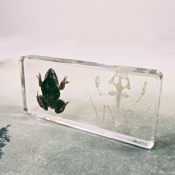 Frog & Frog Skeleton Embedded in Resin 138mm