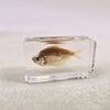 Red Ray-finned Fish (Gephyrocharax Melanocheir) Embedded in Resin 60mm