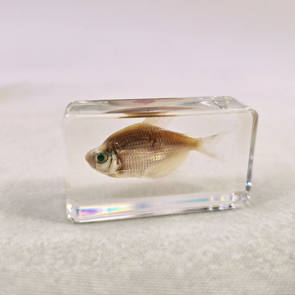 Red Ray-finned Fish (Gephyrocharax Melanocheir) Embedded in Resin 60mm