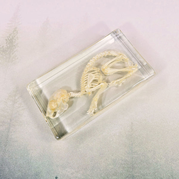 Rabbit Skeleton Embedded in Resin 190mm