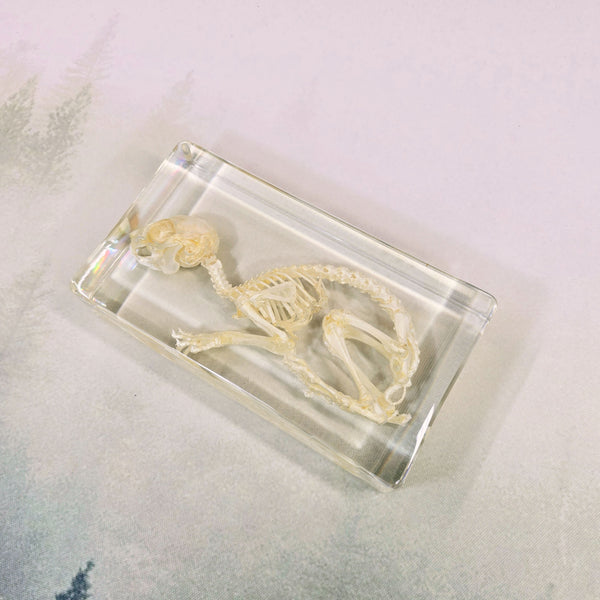 Rabbit Skeleton Embedded in Resin 190mm