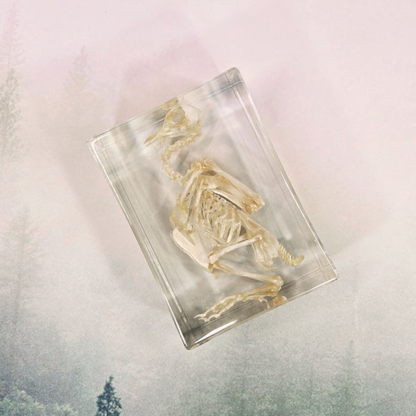 Pigeon Skeleton Specimen Embedded in Resin 180mm