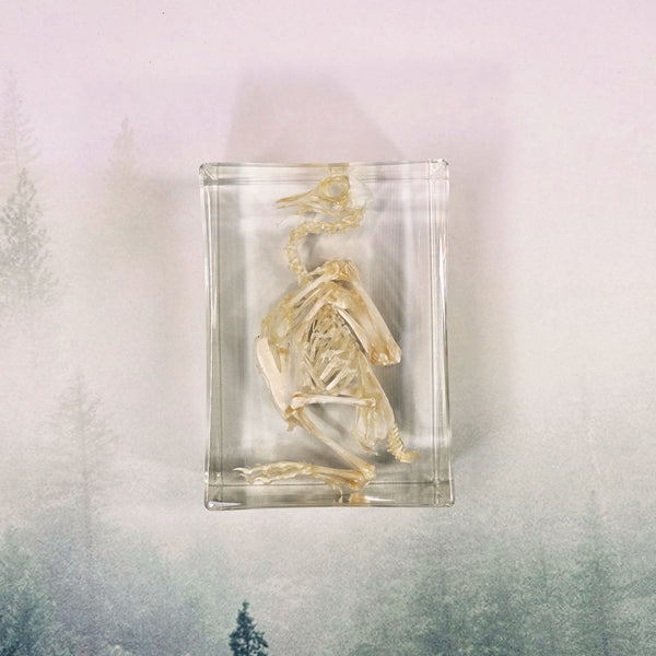 Pigeon Skeleton Specimen Embedded in Resin 180mm