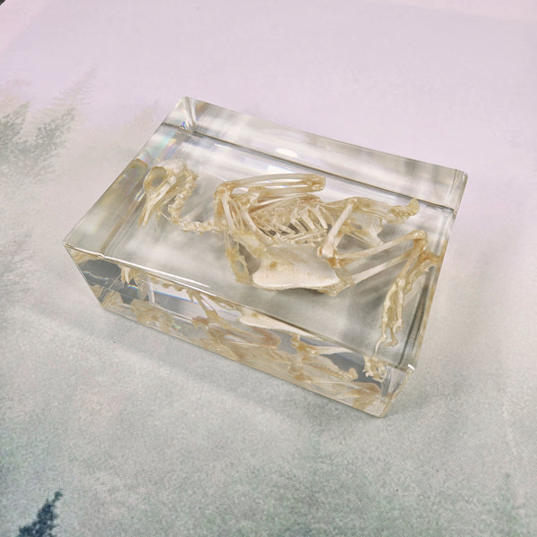 Pigeon Skeleton Specimen Embedded in Resin 180mm