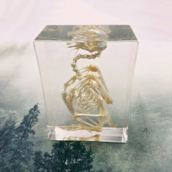 Pigeon Skeleton Specimen Embedded in Resin 180mm