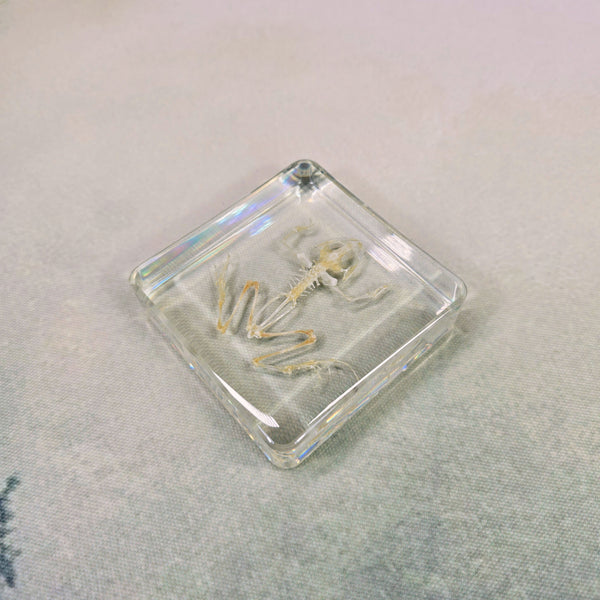 Frog Skeleton Specimen in 75mm Square Resin Block