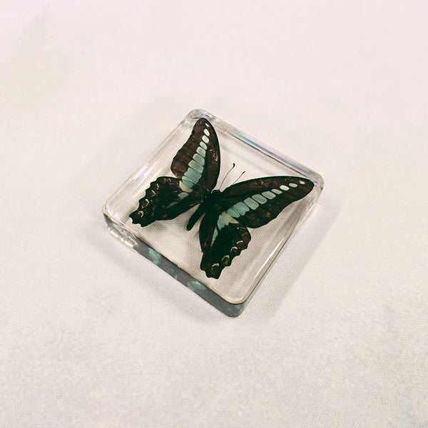 Common Bluebottle Butterfly (Graphium Sarpedon) in 75mm Square Resin Block