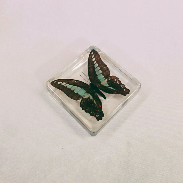 Common Bluebottle Butterfly (Graphium Sarpedon) in 75mm Square Resin Block