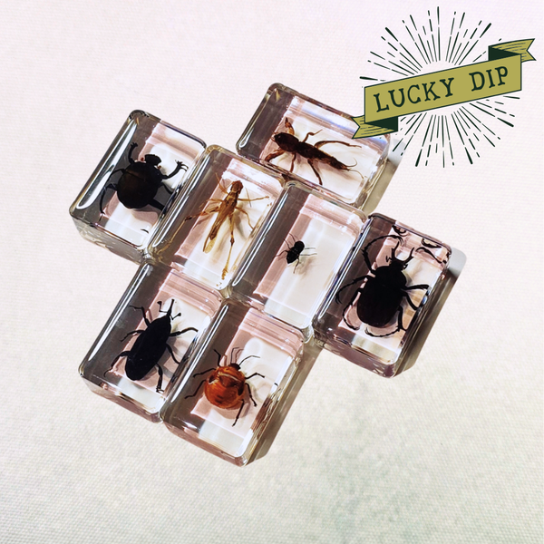 Lucky Dip Resin Encased Critter