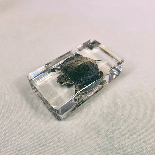 Turtle Embedded in Resin 74mm