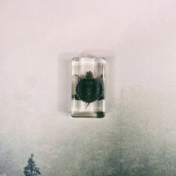 Turtle Embedded in Resin 74mm