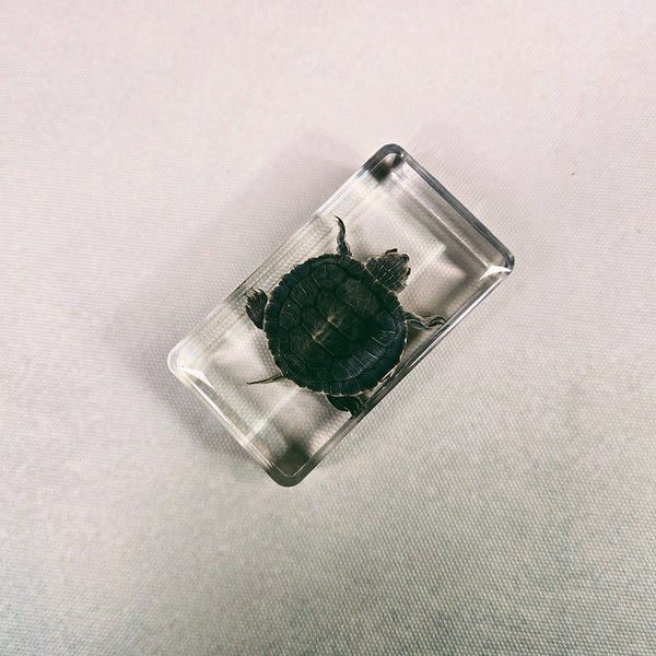Turtle Embedded in Resin 74mm