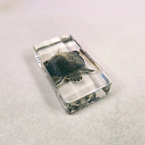 Turtle Embedded in Resin 74mm