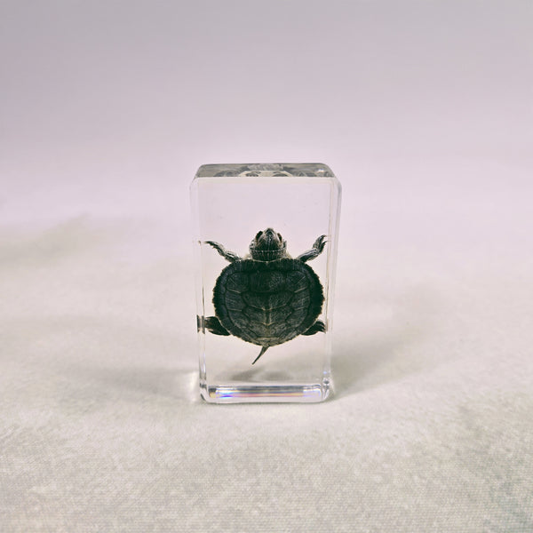 Turtle Embedded in Resin 74mm