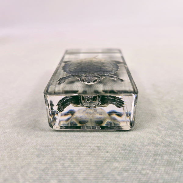 Turtle Embedded in Resin 74mm