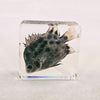 Spotted Scat Fish in 75mm Square Resin Block